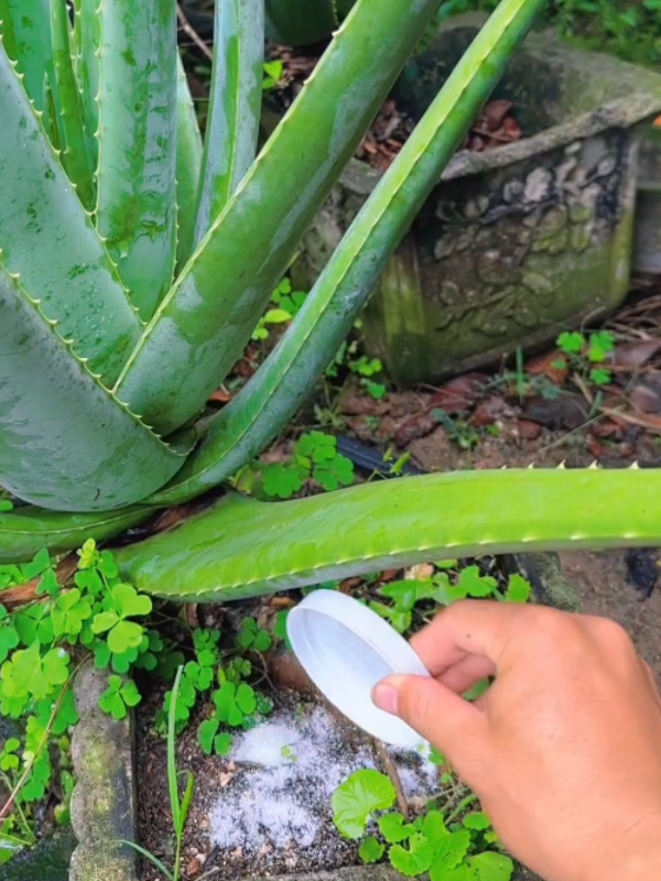 #aloevera #aloeveragel #herbal #aloeveraskincare #aloeverahairmask 
