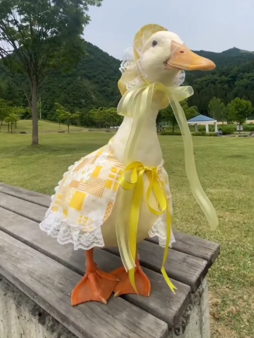 Cute Ducks With Beautiful Dress 🦆👗 #duck #ducksoftiktok #petsdress #viralduckvideo #funnyduck 