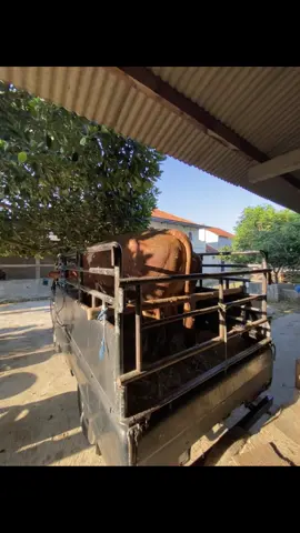 #peternakmuda #peternaksapiindonesia #kulisapi #tukangngarit #belantikmuda #peternakmillenial #bahanswmu #perintis #pewaris #bahanstory #calonbossmuda #bismillahfyp #beranda #fyp #bosmuda #masukberanda #sobatngaret #sapi 