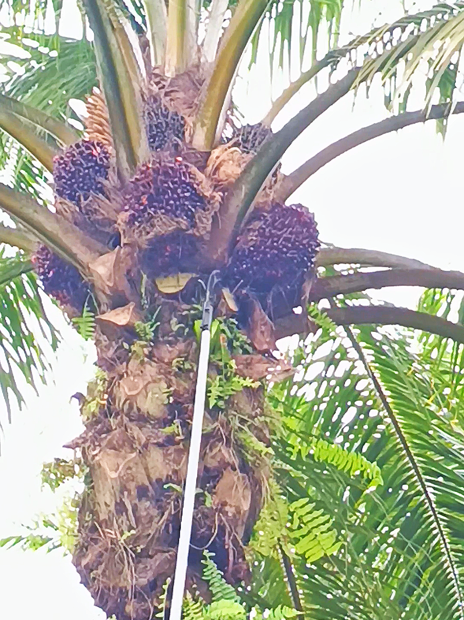 😂#masukberandafyp #pemanensawit #sawitsumatra #fypppppppppppppp 