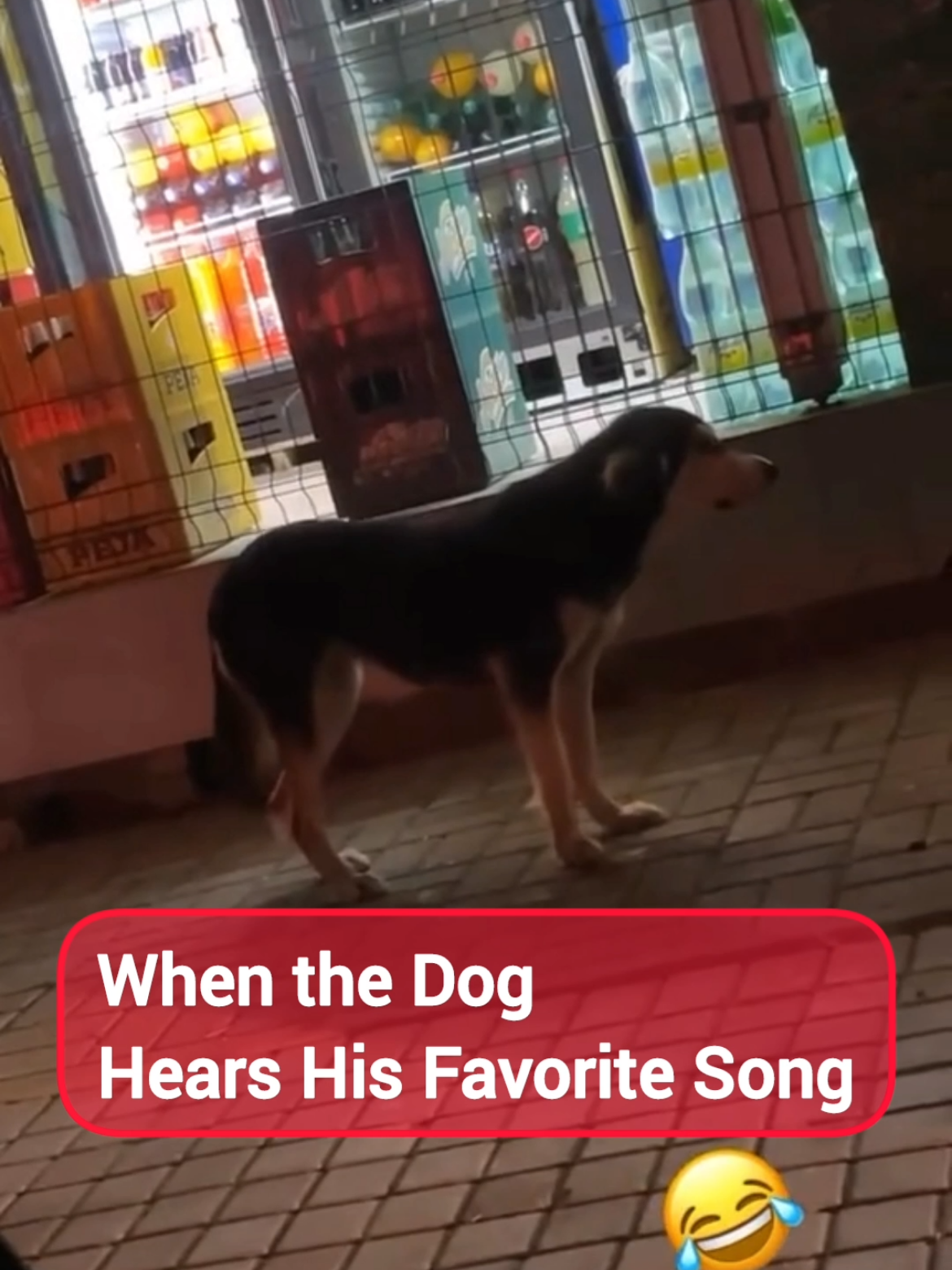 Dog Dancing to the Beat of the Music