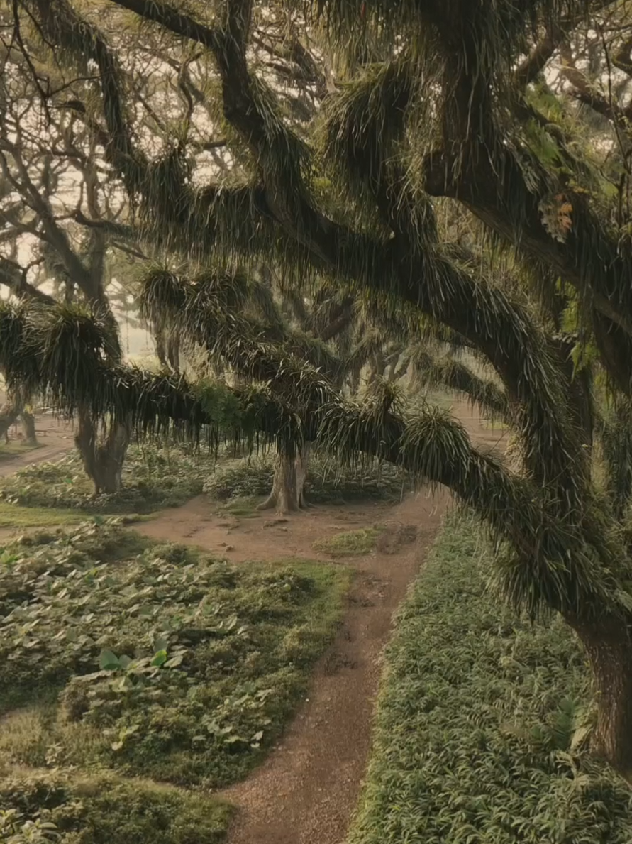 tag yang mau kamu ajak kesini 🫵🏻🫵🏻🫵🏻🙌🏻🌳✨#djawatan #wisatabanyuwangi #fyp #explorejatim #econique 