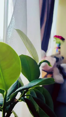 #dayoffbelike#plantslover#Vlog #today #foryoupage 