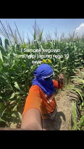 Info rego jagung lek?