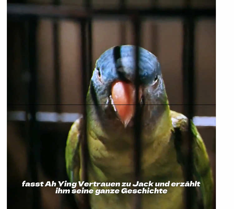 Ein ausgesetzter Papagei hat zwanzig Jahre lang seinen Besitzer gesucht! #Filmkritik #Herzerwärmend #Papagei