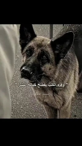 #اكسبلورررررررررررررررررررر💥🌟💥🌟💥💥🌟🌟🌟🌟🌟  #وفا الكلاب