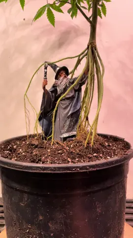 Wizard #bonsai #bonsailife #bonsaimini #bonsaigarden #plantart #livingart 