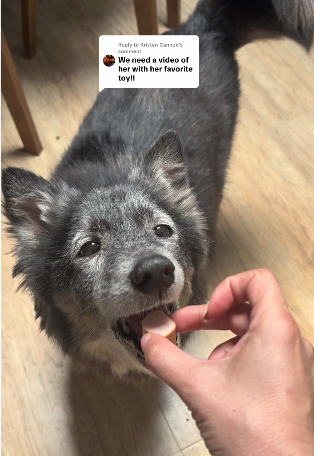 Replying to @Kristen Cannon Sena sadly doesn’t understand toys and probably never will, but her absolute favourite treat is sausages. She won’t go near the TV (she’s scared of it) unless sausages are on the other side 🌭 and she will have endless sausages 🤍 #rescuedog #dogrescue #dogtreats #doglove 