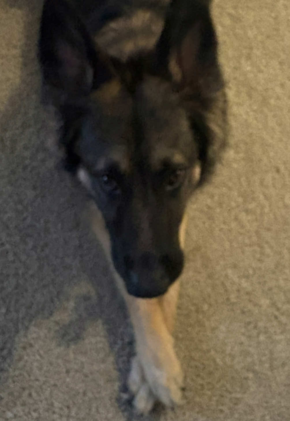 #fyp #trending #germanshepherd #dogtok 