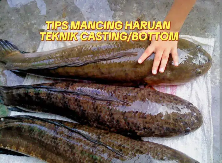 #tipsandtricks #xybca #toman #haruan #mancing 
