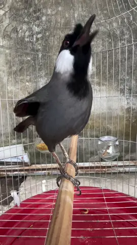 Poksay Hongkong Gacor #poksayhongkong #kicaumania #masteranburung  https://youtube.com/@birdchirpworld