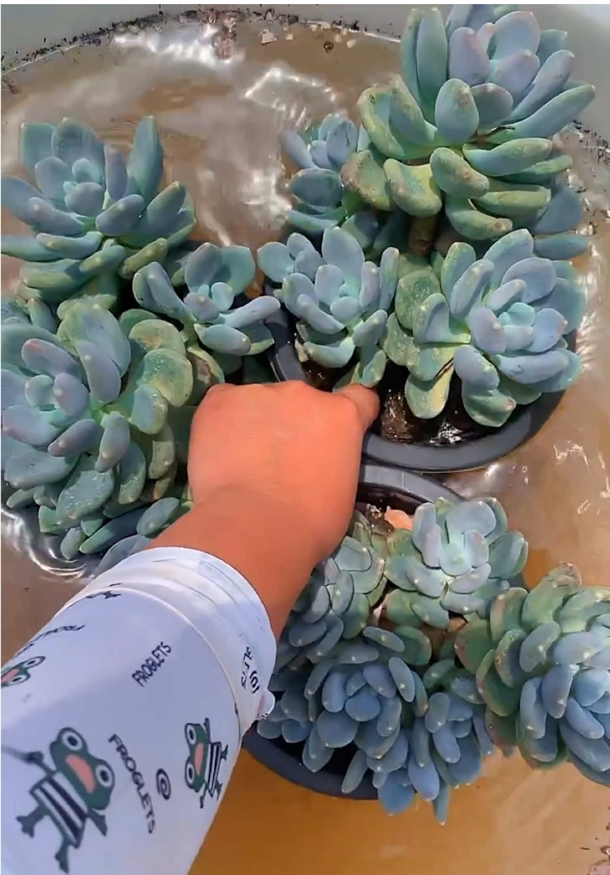 Useful tips for succulents 🪴  #succulents #suculentas #gardening #plants 