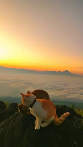 📍sabana lincing  24 september lautan awan nya cakep banget 😻 #sabanalincing #bukitlincing  #catlover #lautanawan #fypシ゚ 