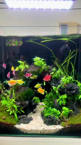 Hình vuông 40  Cubic 40 setup kiểu dễ chăm. Bảo dưỡng chăm sóc miễn phí cho KH book lịch setup hồ thủy sinh bên em ạ 