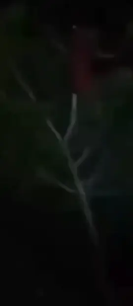 kejadian nyata di desa Sumberejo ambulu Jember,di kuburan salak an