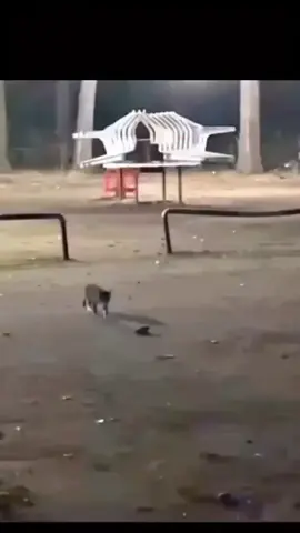 #CatClipsHQ #cats #catsoftiktok #funnycats #catreels