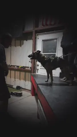 Creepy boy #fentysuperbrandday #LanguageLearning #realdealdogtraining #apbt #dutchshepherd 