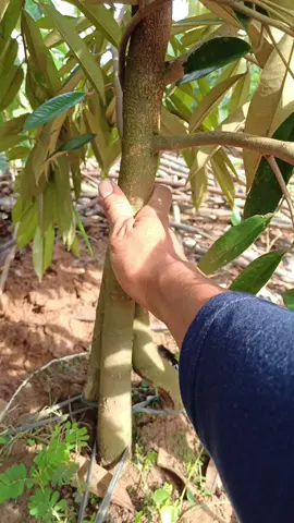 #bibitduriandurihitam #mucharorbibitbuah #bibitdurian #bibitdurianmusangking #fyp 