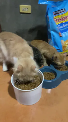 Sulit talaga pagkabili ko dito dahil nagustuhan ng mga cats ko dito sila tumaba at bilis nila lumaki#purinafriskies#purina#catfood#seafoodsensation#fypage 