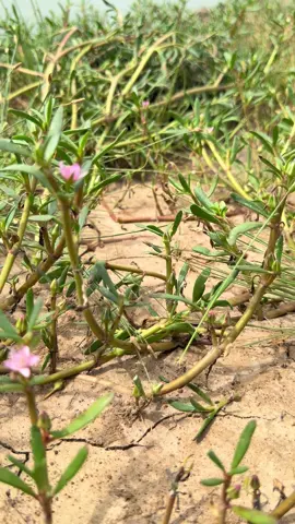 Rau Sam Biển, Sam nước mặn hỗ trợ sán chó mèo, ấu trùng giun sán, các triệu chứng ngứa do gian sán rất hiệu quả.#baithuochay #rausambien #samnuocman #sambien 