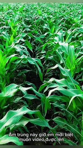 #CapCut ..#bắcgiang #cảnhđẹpthiênnhiên  cảnh đồng quê 