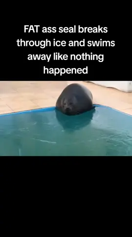 FAT ASS SEAL!!! #fyp #seals #sealsoftiktok #animals #fypシ 