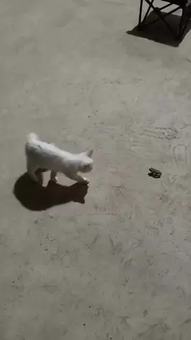 #CatClipsHQ #cats #catsoftiktok #funnycats #catreels