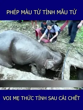 Phép màu từ tình mẫu tử voi mẹ thức tỉnh sau cái chết  #viral #tiktok #trending #viralvideo #viraltiktok 