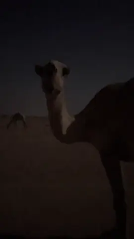 جووووييييي #البل #قمرا #fyp #pov #duet 