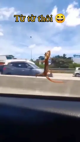 Thằn lằn bám kính 🤣🤣