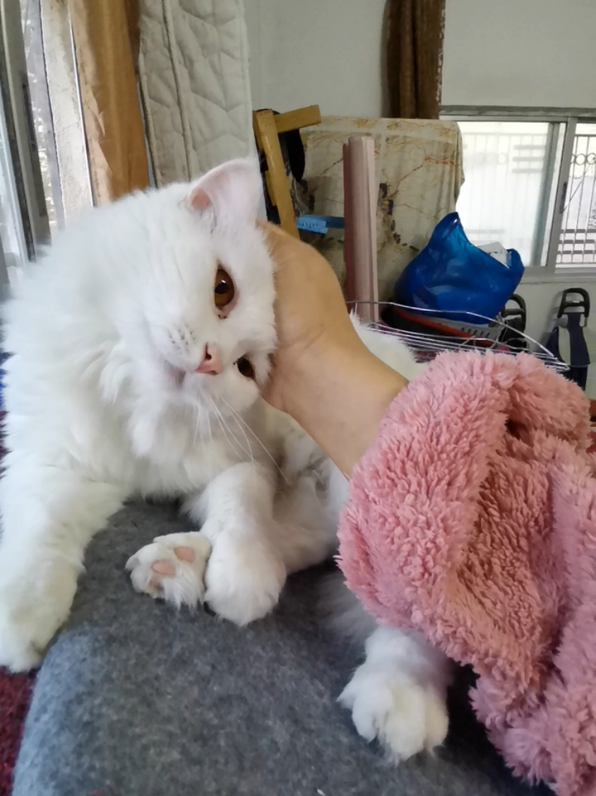 #حيوانات_اليفة #الاقصى_يجمعنا #انا_انسان #الاردن_قطر_اليمن_تونس_ليبيا_لبنان #مصر_السعوديه_العراق_فلسطين 