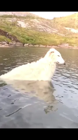 it is tuesday sigh. . . . . . . . . . . . . . . . . . . #borzoi #edit #russianwolfhound #dogs #fyp