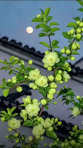 how to make 3d wallpaper ios 26 iOS 26 how to get 3D spatial wallpaper background for your iPhone.  How to set up ios26 wallpaper 3d tutorial How to set up iPhone wallpaper tutorial How to apply iPhone live wallpaper live wallpaper wallpaper iPhone wallpaper  8K wallpaper capcut temple wallpaper#iphonewallpaper #3dspatialwallpaper  #capcutforus #capcutpioneer #capcut 4kwallpaper  ios26 livewallpaper How to set up iPhone wallpaper tutorial How to apply iPhone live wallpaper live wallpaper  How to set up 3d space wallpaper iPhone wallpaper iPhone wallpaper 8K wallpaper ios26  iphonewallpaper  4kwallpaper  fyp  livewallpaper dynamic wallpaper  ssme wallpaper  applewallpaper  wallpaper engine  خلفية حية (لايف وولبابر)  خلفية  خلفيةk  8K خلفية  4K خلفية  حية خلف بأسلوب معين  خلفية ديناميكية  خلفية  آبل محرك  خلفيات  Hình nền động  giấy dán tường  Hình nền iPhone  Hình nền 8K  Hình nền 4K  Hình nền ĐỘNG  Hình nền phong cách  Hình nền động  Hình nền SSME  hình nền táo  công cụ hình nền  Live-Hintergrund  Tapete  iPhone-Hintergrundbild  8K-Hintergrundbild  4K-Hintergrundbild  LIVE-Hintergrundbild  Stil Tapete  Dynamisches Hintergrundbild  SSME Tapete  Apfel-Tapete  Wallpaper-Engine wallpaper top2 wallpaper top1 silversurfer  silver surfer wallpaper tutorial  silver surfer wallpaper  3D live wallpaper  3D live silver surfer wallpaper  sliver surfer wallpaper ios 26  sliver surfer wallpaper tutorial android  sliver surfer wallpaper tutorial iphone   how to get the sliver surfer wallpaper  sliver surfer 4k wallpaper tutorial sliver surfer wallpaper silver surfer wallpaper live how to apply live wallpaper tutorial