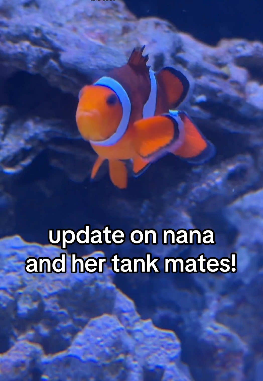 i’m doing a water change on my big tank later so i’ll give you guys an update on them too! #omenandnana #velcrothecrab #hermitcrab #pipefish