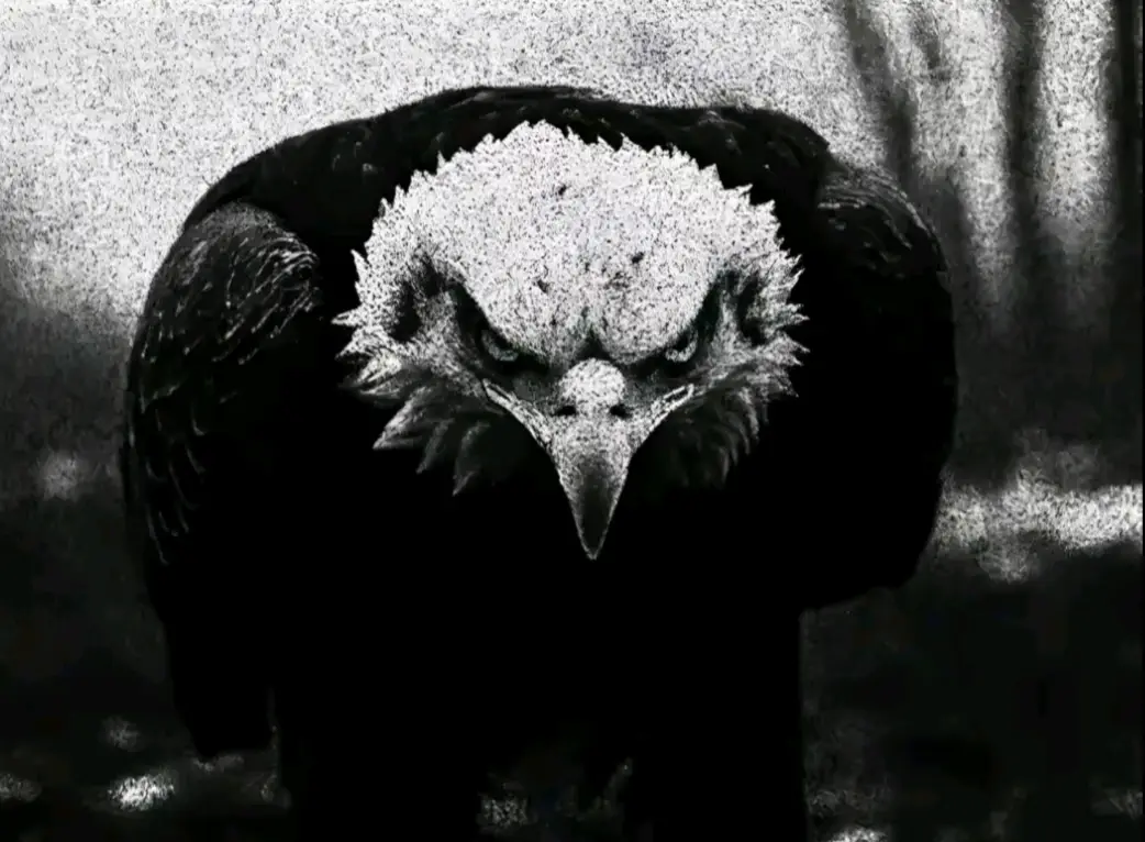 #الشعب_الصيني_ماله_حل😂😂 #اعادة_النشر🔃 #fyp #بني_سويف #لايكات 