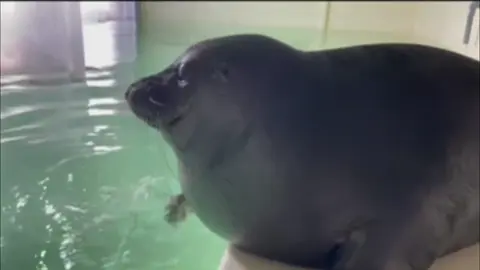 Don’t look at me, human… I’m shy #seal #shy #chubby #zoo #fpy 