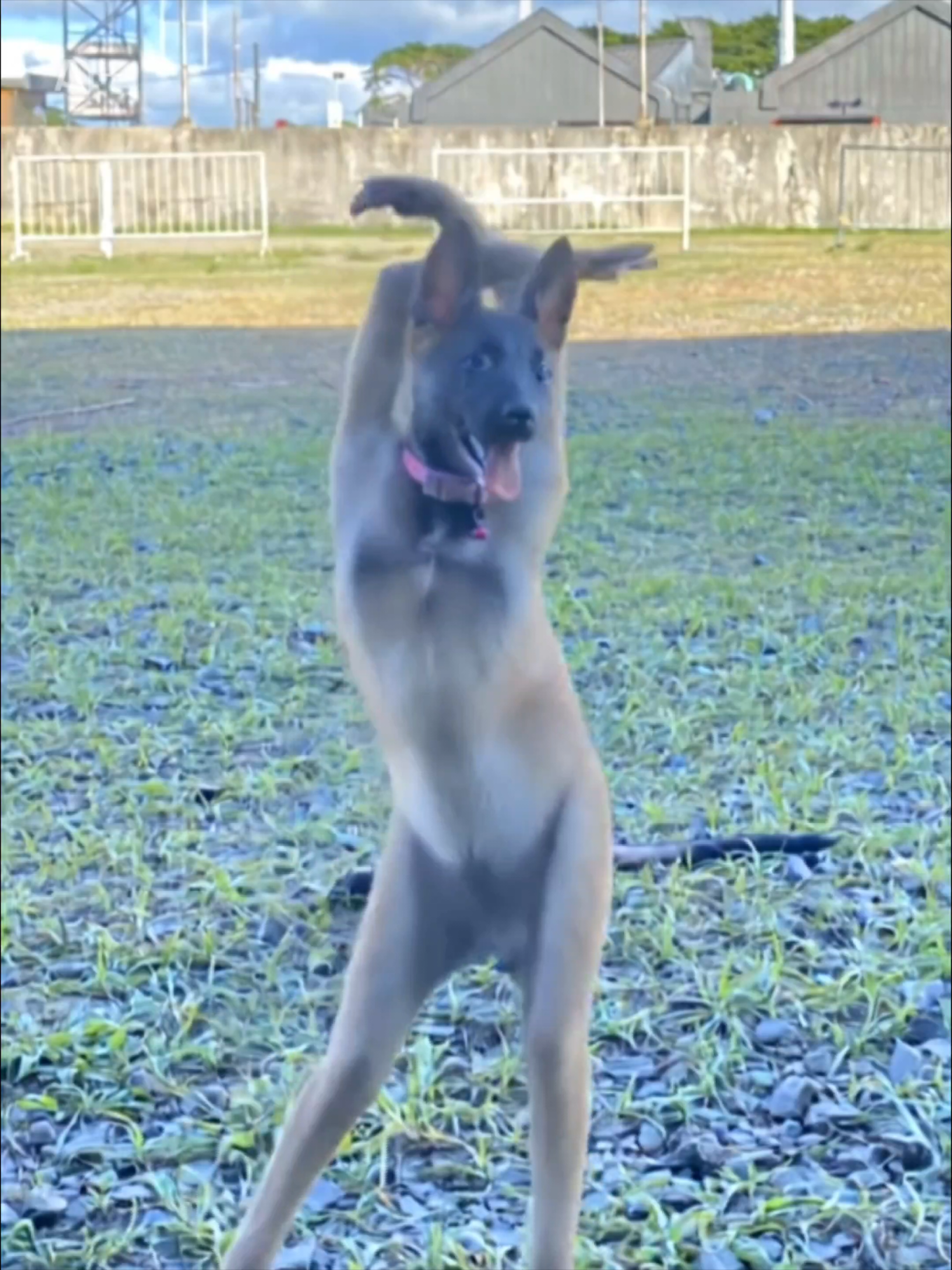 #gabriela #dog #dance #fyp #katseye 