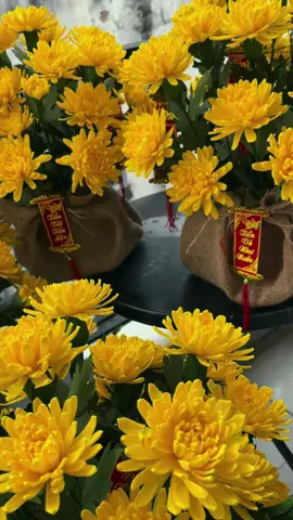 Chậu hoa cúc handmade #hoagiaynhunhandmade #hoagiayhandmade #xuhuong #quatang 