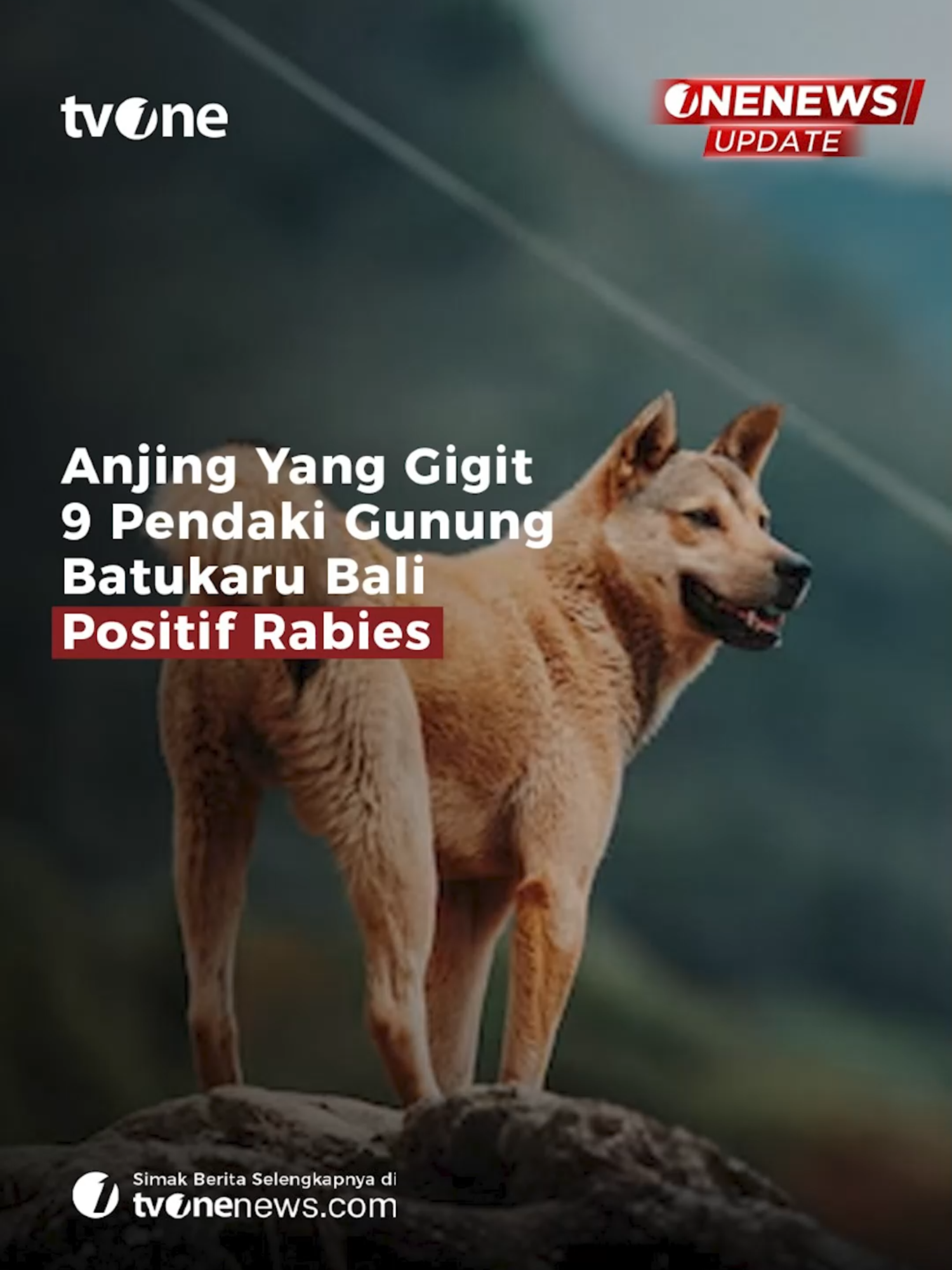 Seekor anjing yang menggigit 9 pendaki di kawasan Gunung Batukaru, Tabanan, Bali, dinyatakan positif terjangkit virus rabies. Kabid Peternakan dan Kesehatan Hewan Distan Tabanan, Gede Eka Partha Ariana, mengatakan temuan tersebut terungkap dari hasil uji lab yang dilakukan di Balai Besar Veteriner Denpasar. 