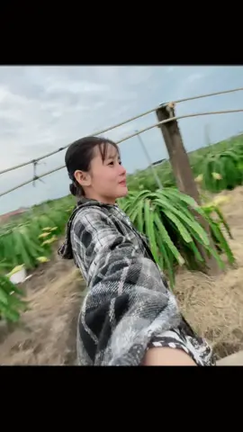 Quê em tây ninh có thanh long ❤️#tâyninh #xuhuongtiktok 