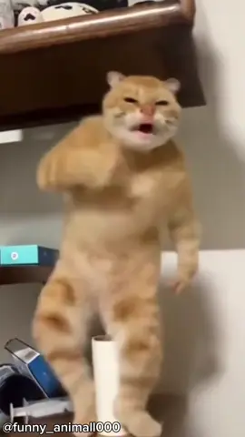 AI dancing cat collection 😹🤣😸 #cat #funnycat #fyp 