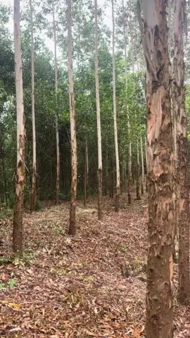 15 hát 1 tỉ7 chốt dc không ae