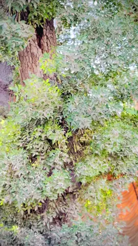 Pashtoon culture day 🇦🇫#Hk #Fk #Sa #Yk @YK شھزادہ 💫 @farmanoo @️   ❤️‍🩹━•✵⊰شہزادہ⊱✵•━🫀 