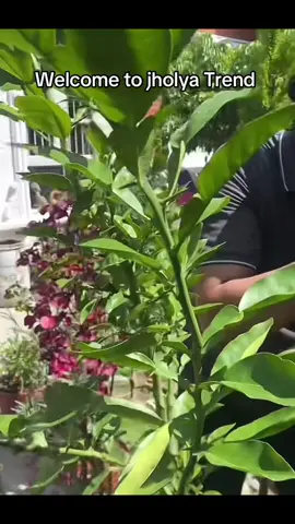 Trend must go on #jholya #nepal #corruption #nepal #ship 