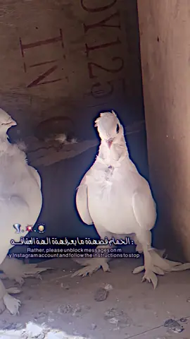 عبارات طيور؟؟ 😄.🦅. 🌿#سجاد_كريم1 #viral #fypシ゚ #fyp #شعب_الصيني_ماله_حل😂😂 