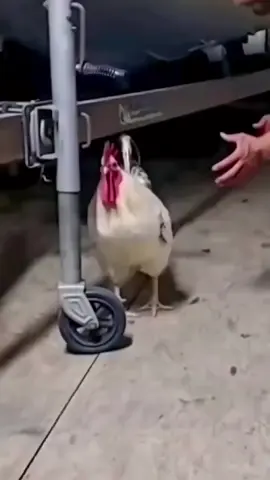 mimpi nangkap ayam#fyp 