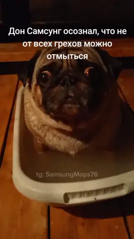 #мопс #skibidi 