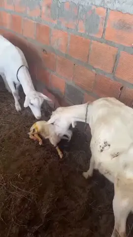 NUNUA LEO MBUZI WA MAZIWA KWA BEI NAFUU 0788413157 HERE ARE THE GOAT FOR MILK PRODUCTION  Production of 3 - 4 litres per day. 