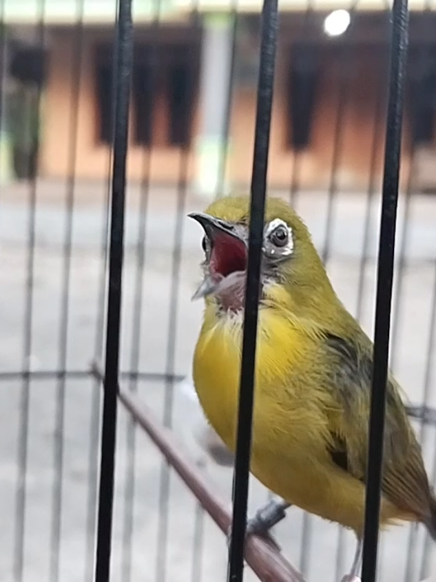 Pleci Gacor Nembak Fariasi#plecinembak #plecikonservasi #pleci #dextro87 