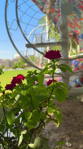 اقطعو حبل الود بمن خذلكم ولا تراعوا حتى وإن كان عزيزاً#عباراتكم_الفخمه📿📌 #تصويري_احترافي_الاجواء👌🏻🕊😴 #تصويري #ديالى_بلدروز #حدائق_المنازل 